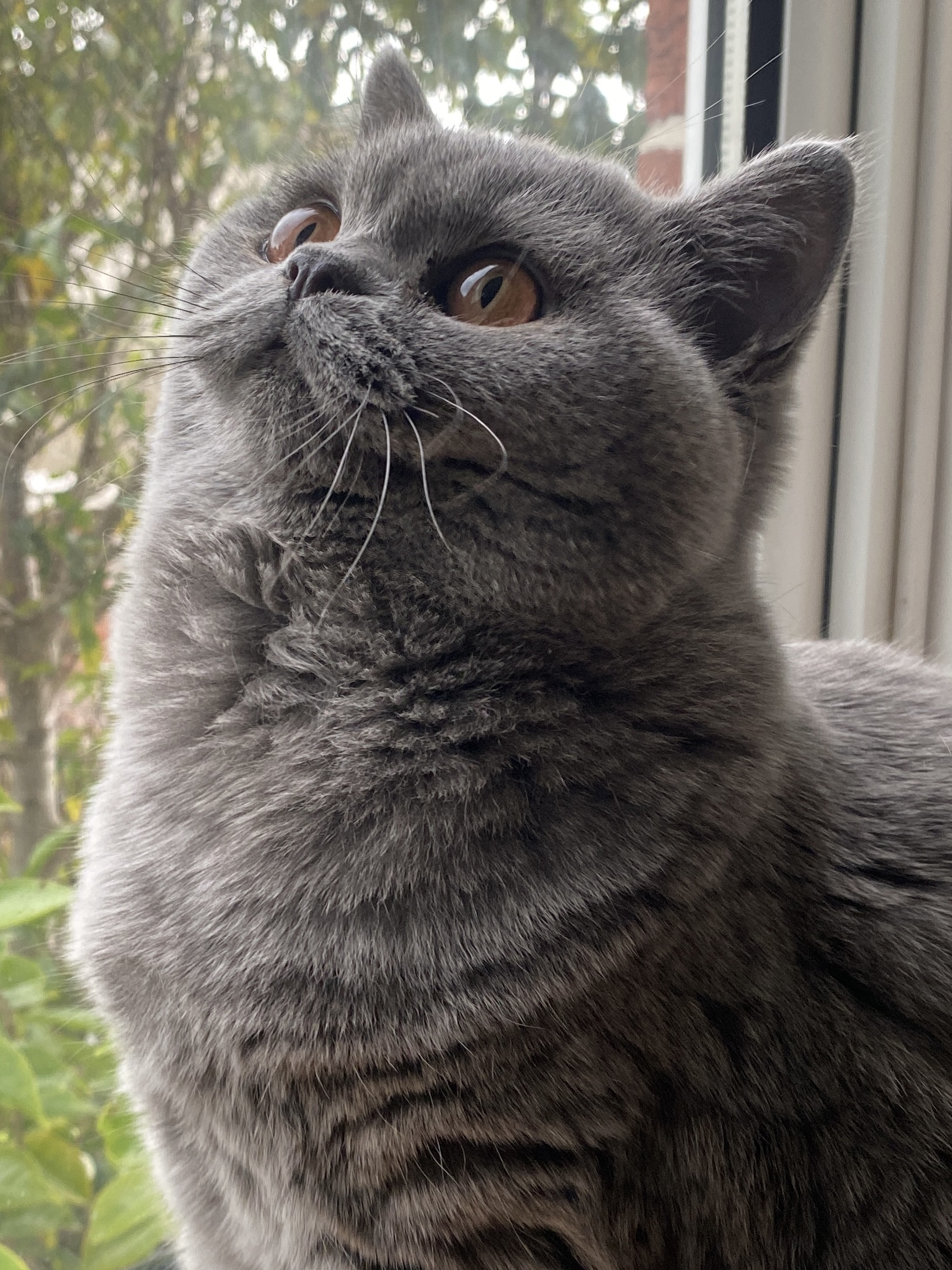 A grey British Shorthair cat looking up at the camera.